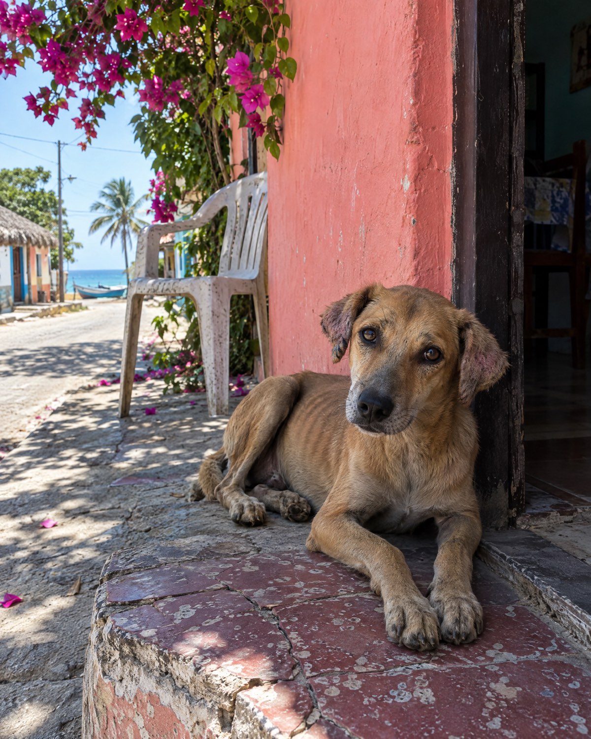 A skinny tan street dog resting in a shaded doorway against a pink wall