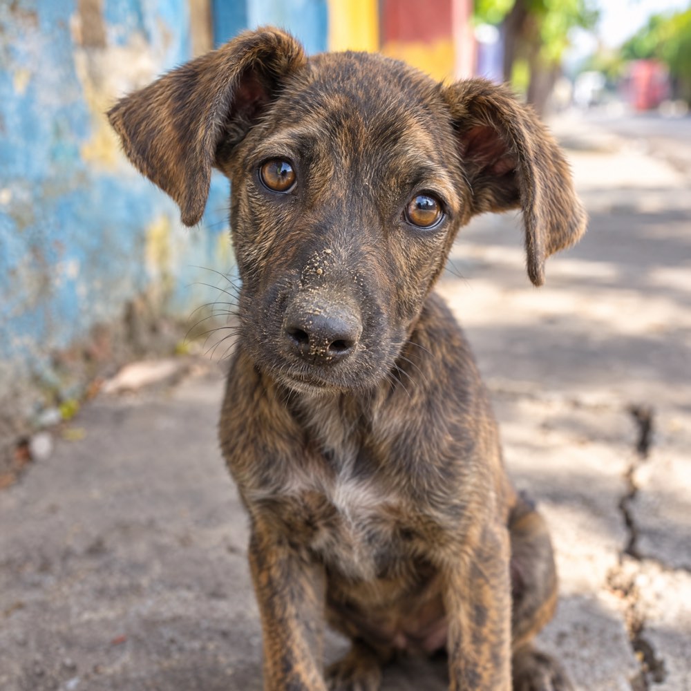 A scruffy brindle street puppy looking straight into the camera
